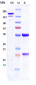 Anti-ICAM1 / CD54 Reference Antibody (bersanlimab)